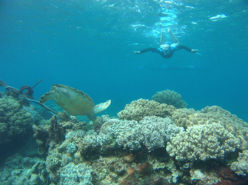 Snorkeller swimming above a sea turtle and coral