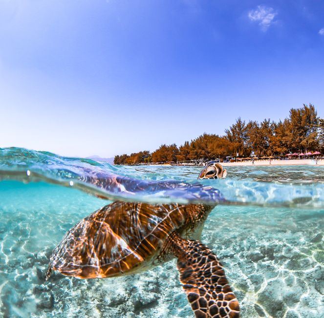 Sea turtle in the shallows near the beach, West Nusa Tenggara
