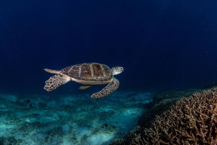 Sea turtle over a coral reef, West Nusa Tenggara