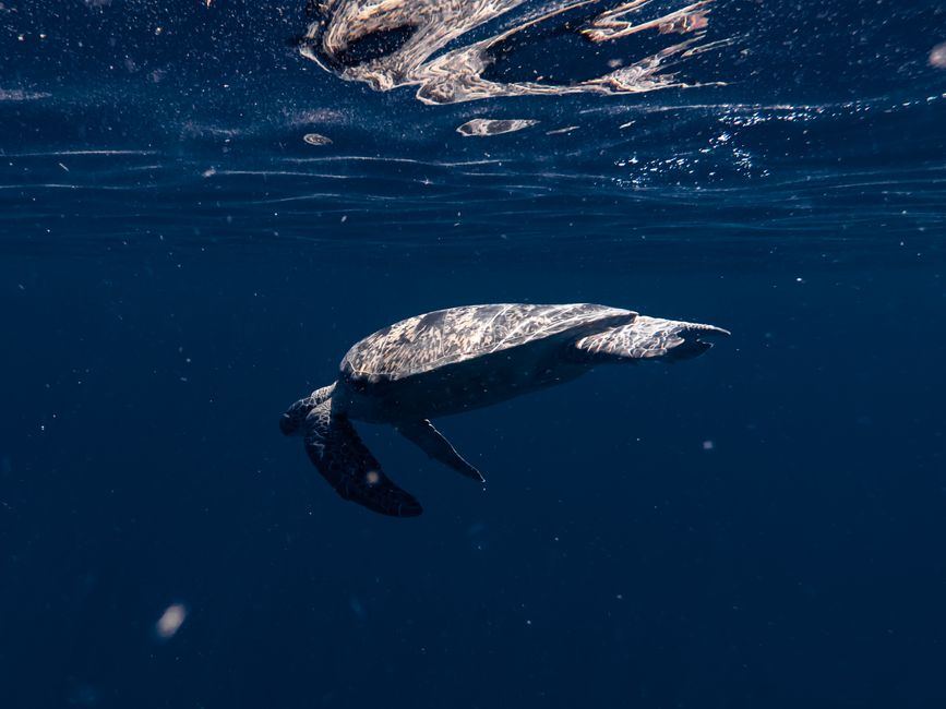 Sea turtle underwater, West Nusa Tenggara