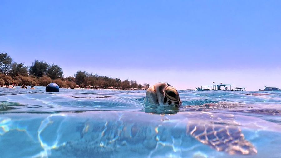 Sea turtle at the surface with boats and a shoreline behind